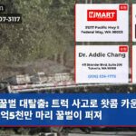 꿀벌 대탈출 트럭 사고로 왓콤 카운티에 2억5천만 마리 꿀벌이 퍼져