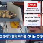 고양이와 함께 바다를 건너는 꿈쟁이