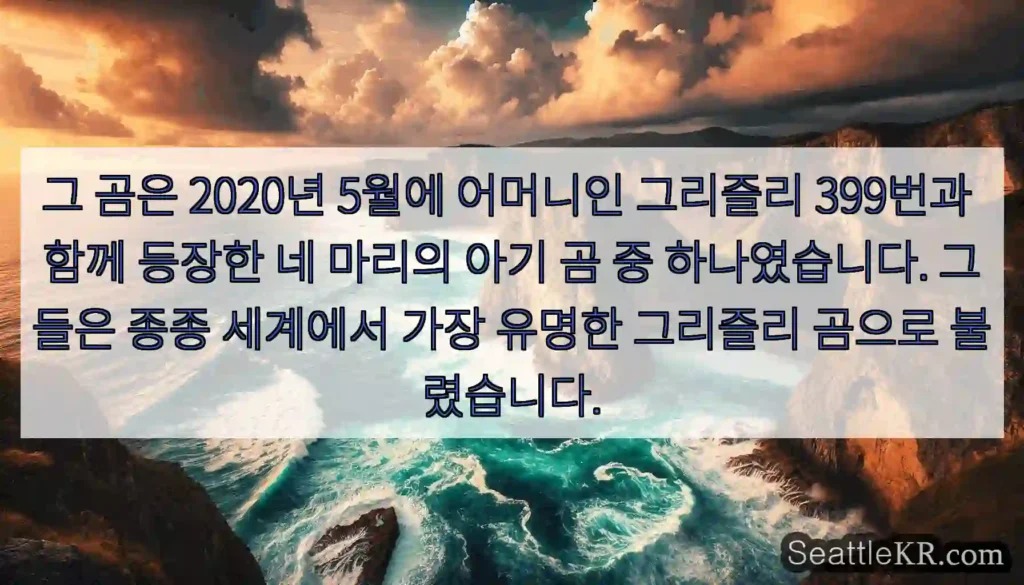 그 곰은 2020년 5월에 어머니인 그리즐리 399번과 함께 등장한 네 마리의 아기 곰