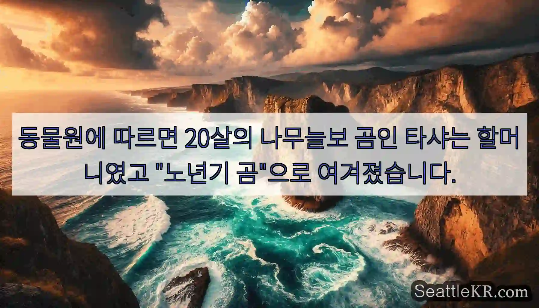 동물원에 따르면 20살의 나무늘보 곰인 타샤는 할머니였고 