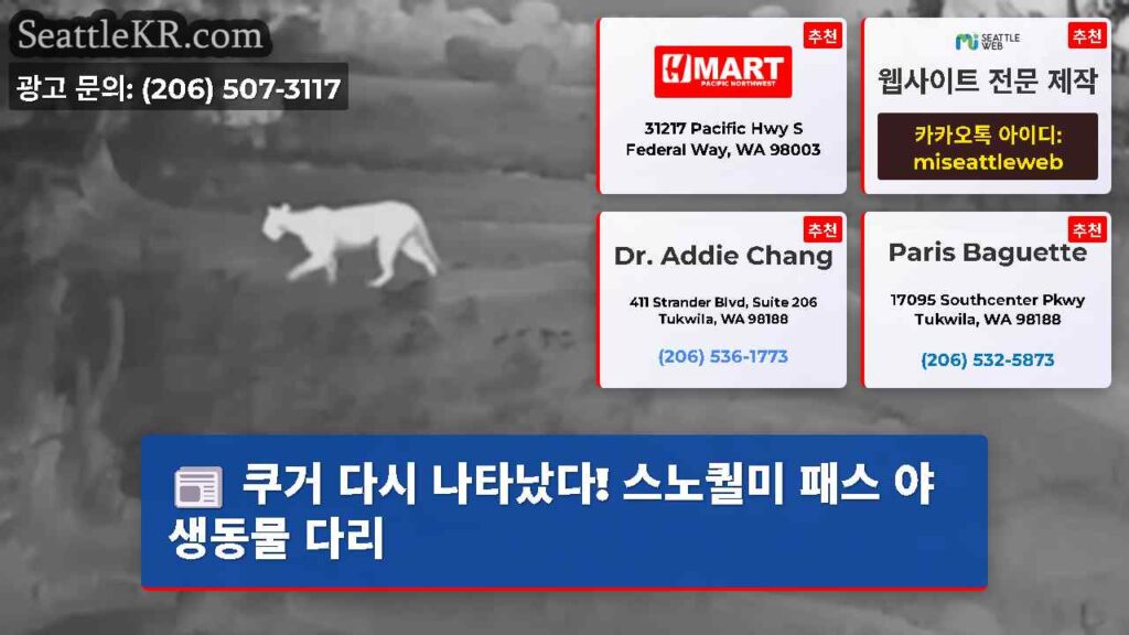 쿠거 다시 나타났다! 스노퀄미 패스 야생동물 다리