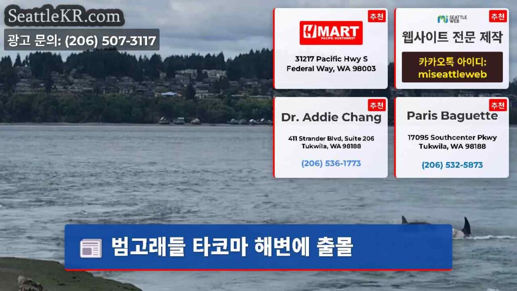 범고래들 타코마 해변에 출몰