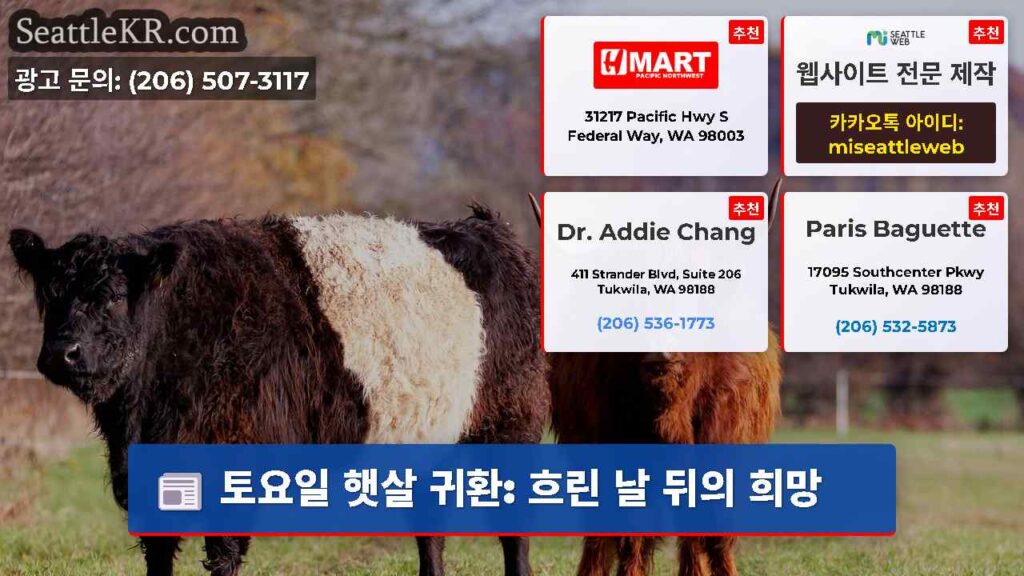 토요일 햇살 귀환: 흐린 날 뒤의 희망