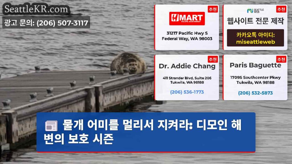 물개 어미를 멀리서 지켜라: 디모인 해변의 보호 시즌