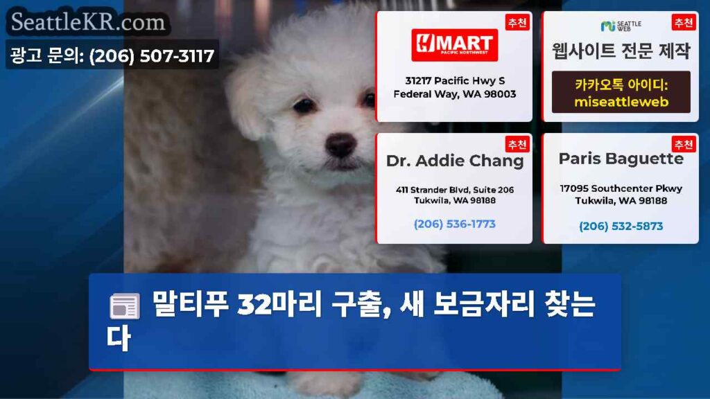 말티푸 32마리 구출, 새 보금자리 찾는다