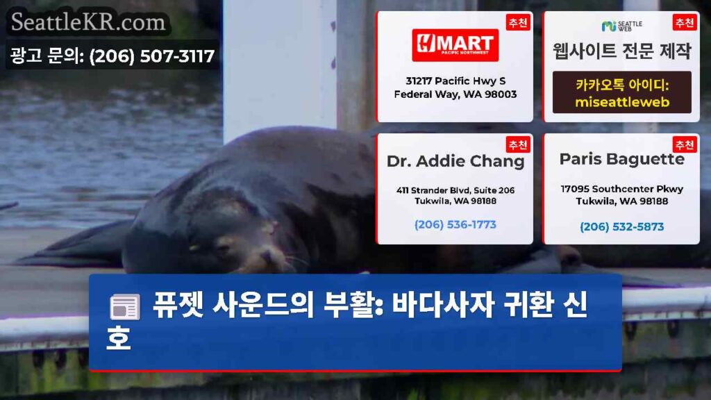 퓨젯 사운드의 부활: 바다사자 귀환 신호