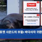퓨젯 사운드의 부활 바다사자 귀환 신호