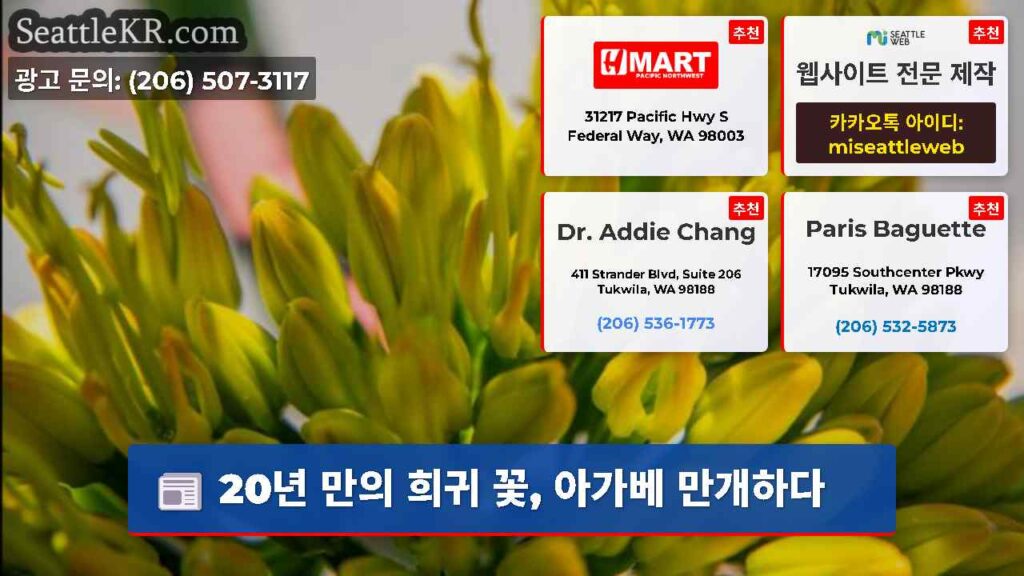 20년 만의 희귀 꽃, 아가베 만개하다