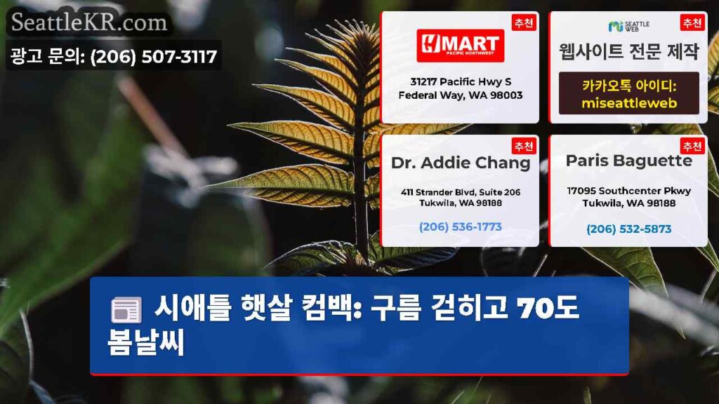 시애틀 햇살 컴백: 구름 걷히고 70도 봄날씨