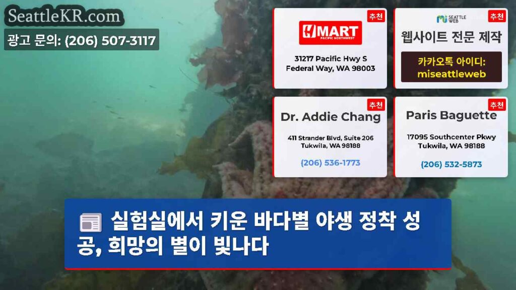 실험실에서 키운 바다별 야생 정착 성공, 희망의 별이 빛나다