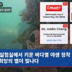 실험실에서 키운 바다별 야생 정착 성공 희망의 별이 빛나다