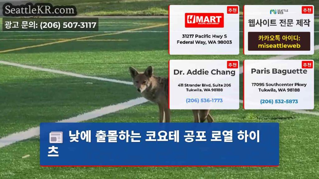 낮에 출몰하는 코요테 공포 로열 하이츠