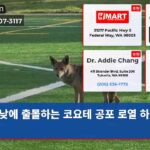 낮에 출몰하는 코요테 공포 로열 하이츠