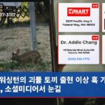 워싱턴의 괴물 토끼 출현 이상 혹 가진 토끼 소셜미디어서 눈길