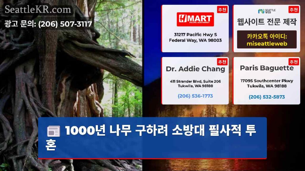 1000년 나무 구하려 소방대 필사적 투혼