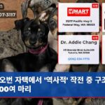 오번 자택에서 역사적 작전 중 구조된 개 100여 마리