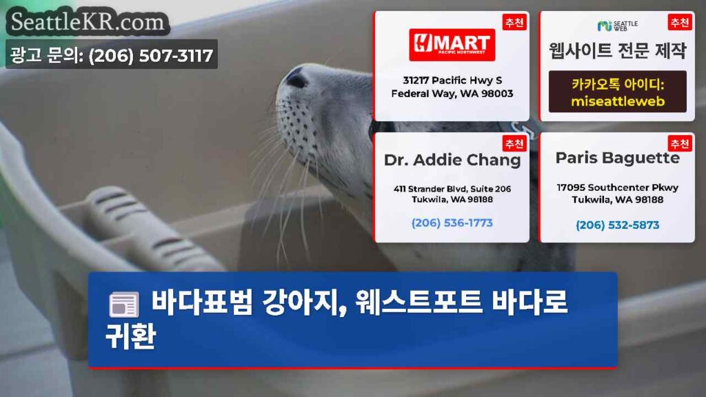 바다표범 강아지, 웨스트포트 바다로 귀환