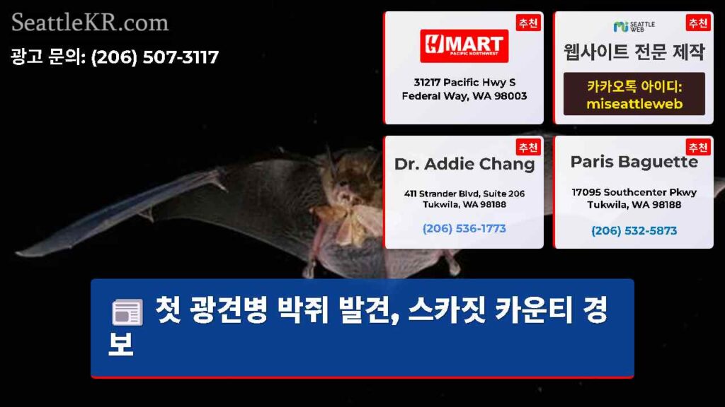 첫 광견병 박쥐 발견, 스카짓 카운티 경보