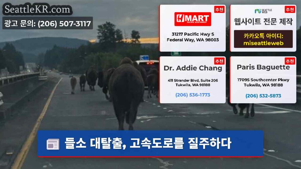 들소 대탈출, 고속도로를 질주하다