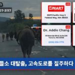 들소 대탈출 고속도로를 질주하다