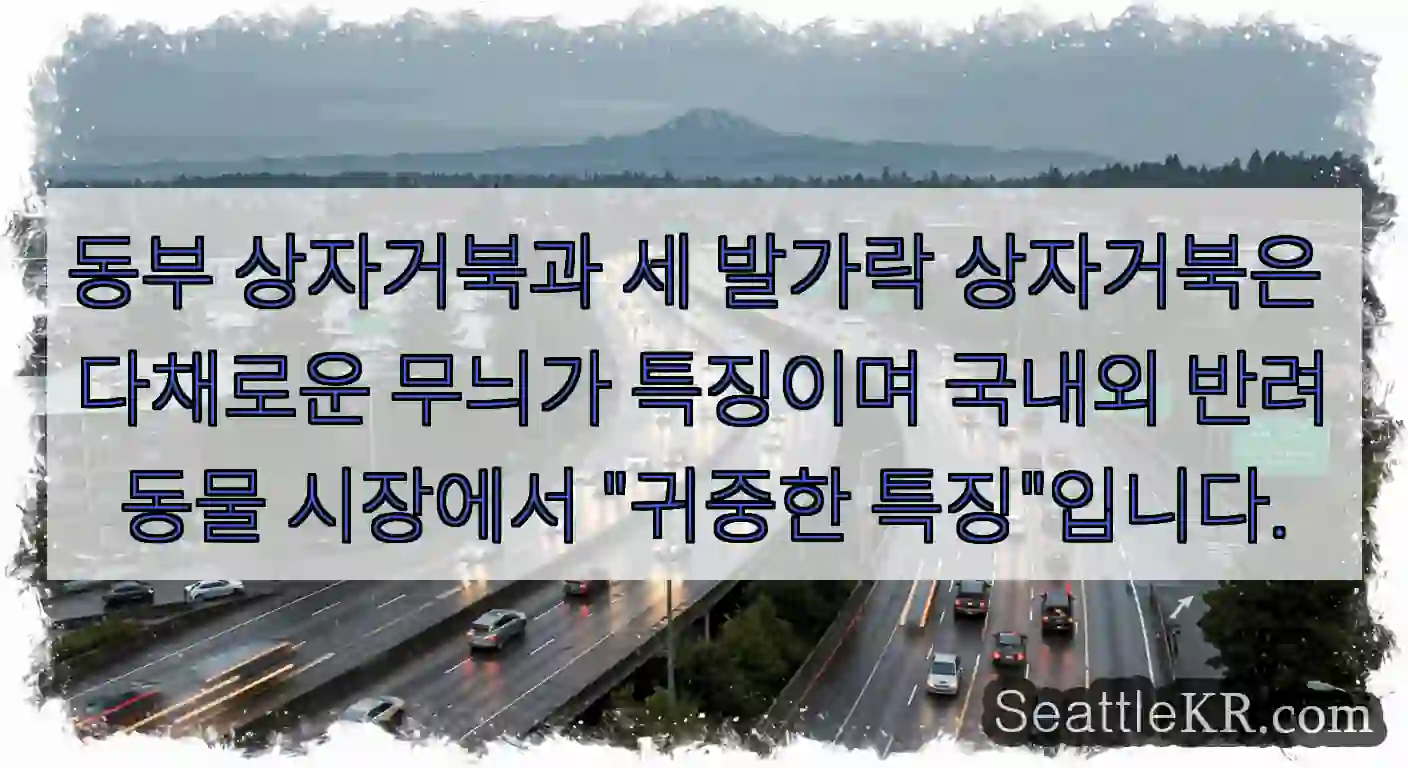 동부 상자거북과 세 발가락 상자거북은 다채로운 무늬가 특징이며 국내외 반려동물 시장에서