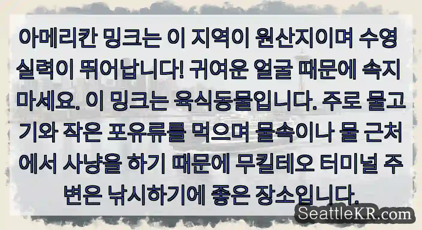아메리칸 밍크는 이 지역이 원산지이며 수영 실력이 뛰어납니다! 귀여운 얼굴 때문에 속지