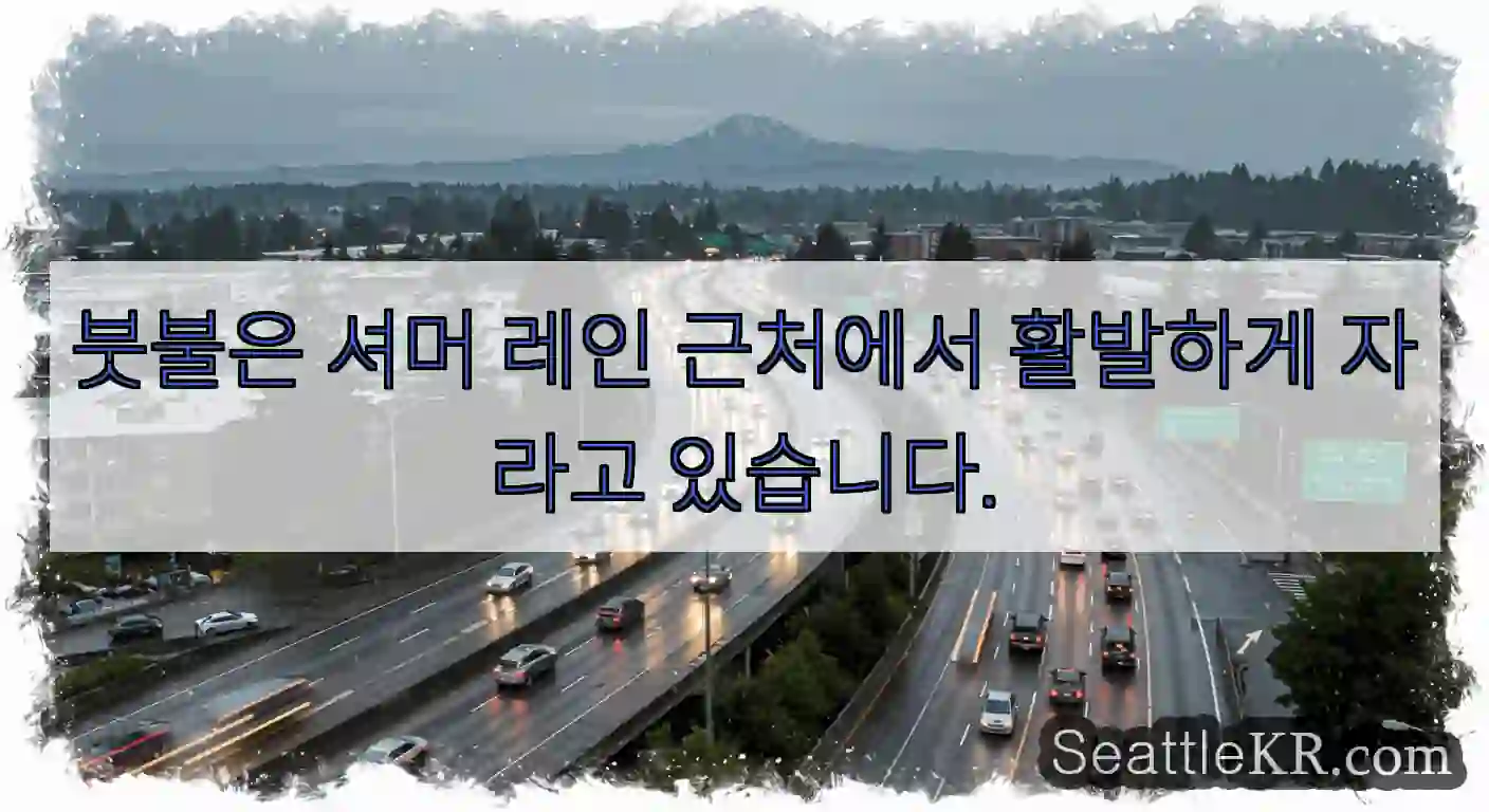 붓불은 셔머 레인 근처에서 활발하게 자라고 있습니다.