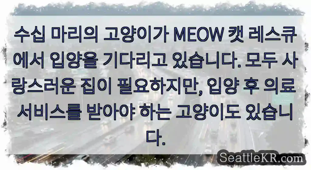 수십 마리의 고양이가 MEOW 캣 레스큐에서 입양을 기다리고 있습니다. 모두 사랑스러운
