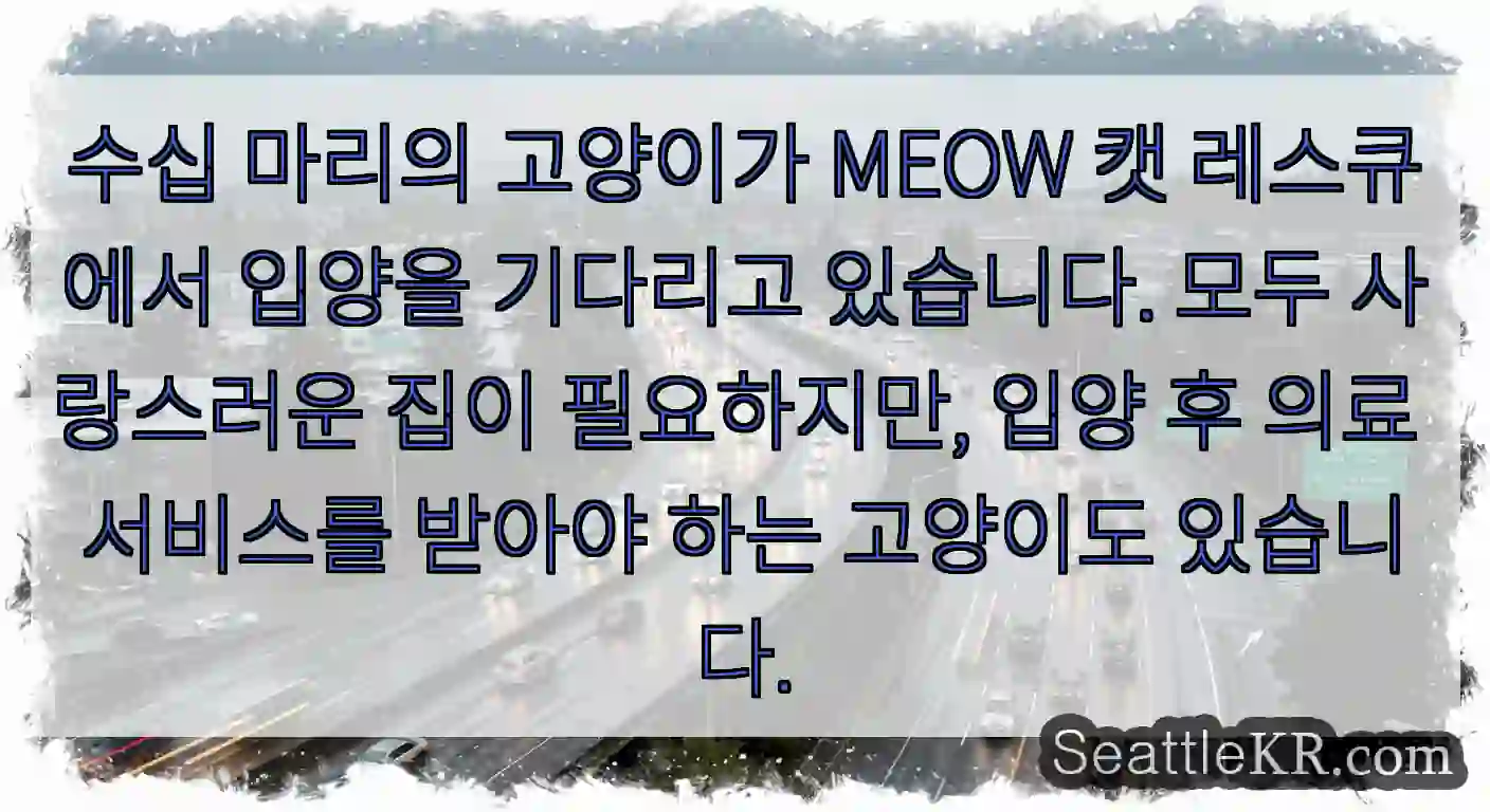 수십 마리의 고양이가 MEOW 캣 레스큐에서 입양을 기다리고 있습니다. 모두 사랑스러운