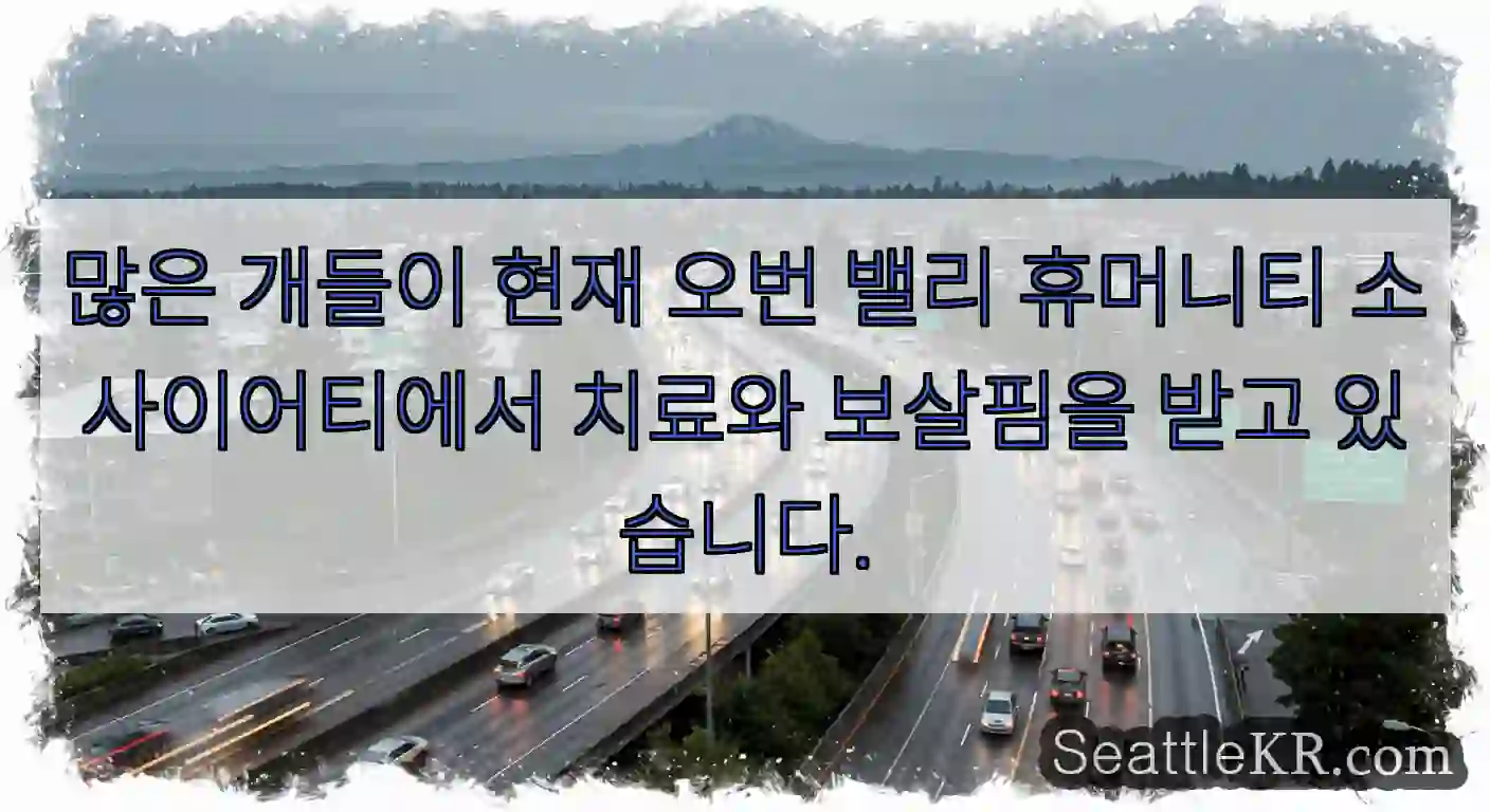 많은 개들이 현재 오번 밸리 휴머니티 소사이어티에서 치료와 보살핌을 받고 있습니다.