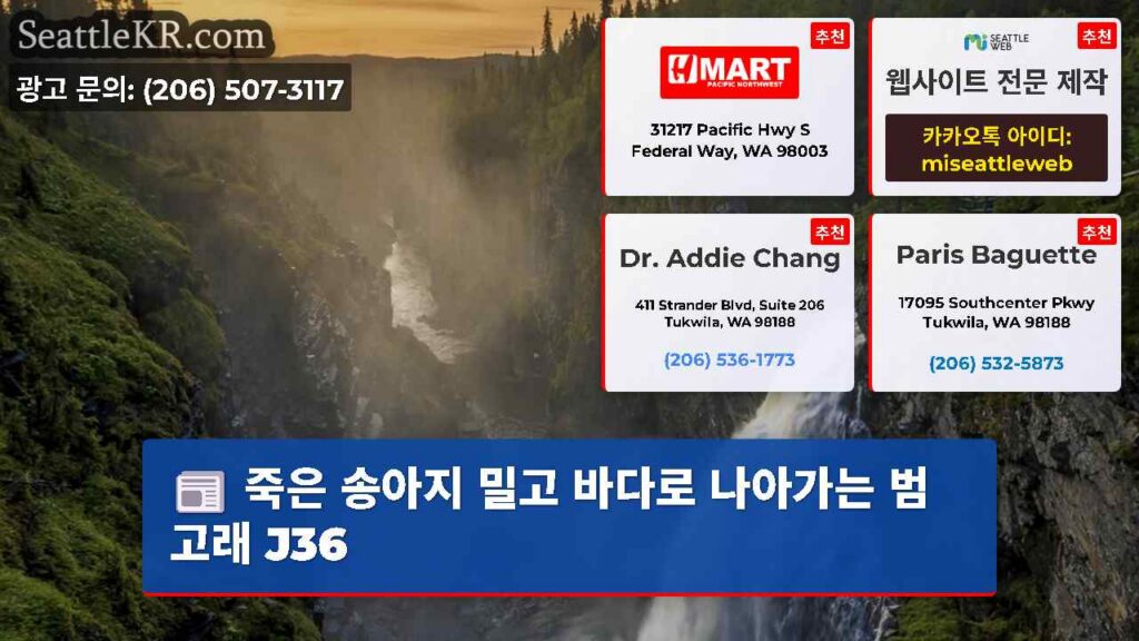 죽은 송아지 밀고 바다로 나아가는 범고래 J36
