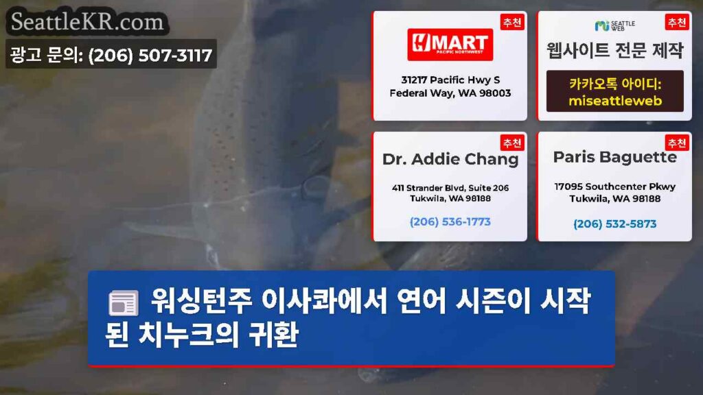 워싱턴주 이사콰에서 연어 시즌이 시작된 치누크의 귀환