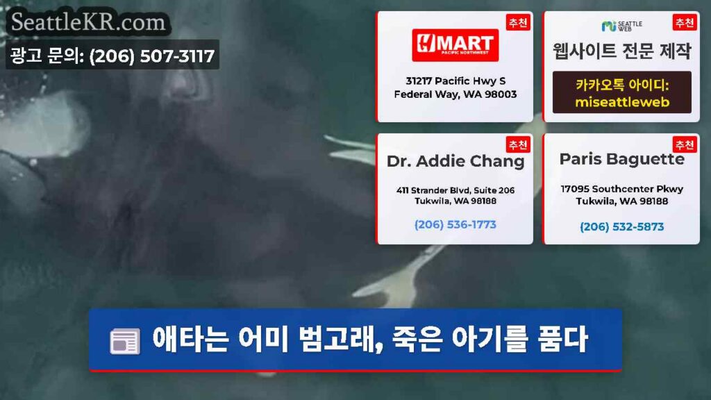 애타는 어미 범고래, 죽은 아기를 품다