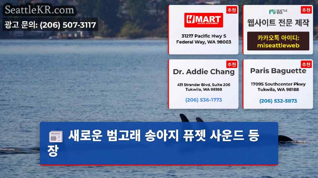 새로운 범고래 송아지 퓨젯 사운드 등장