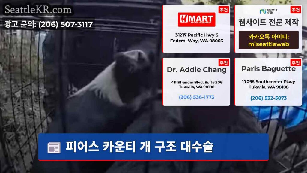 피어스 카운티 개 구조 대수술