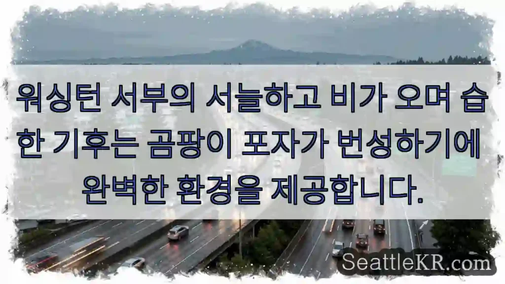 워싱턴 서부의 서늘하고 비가 오며 습한 기후는 곰팡이 포자가 번성하기에 완벽한 환경을