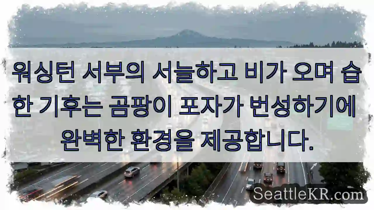 워싱턴 서부의 서늘하고 비가 오며 습한 기후는 곰팡이 포자가 번성하기에 완벽한 환경을