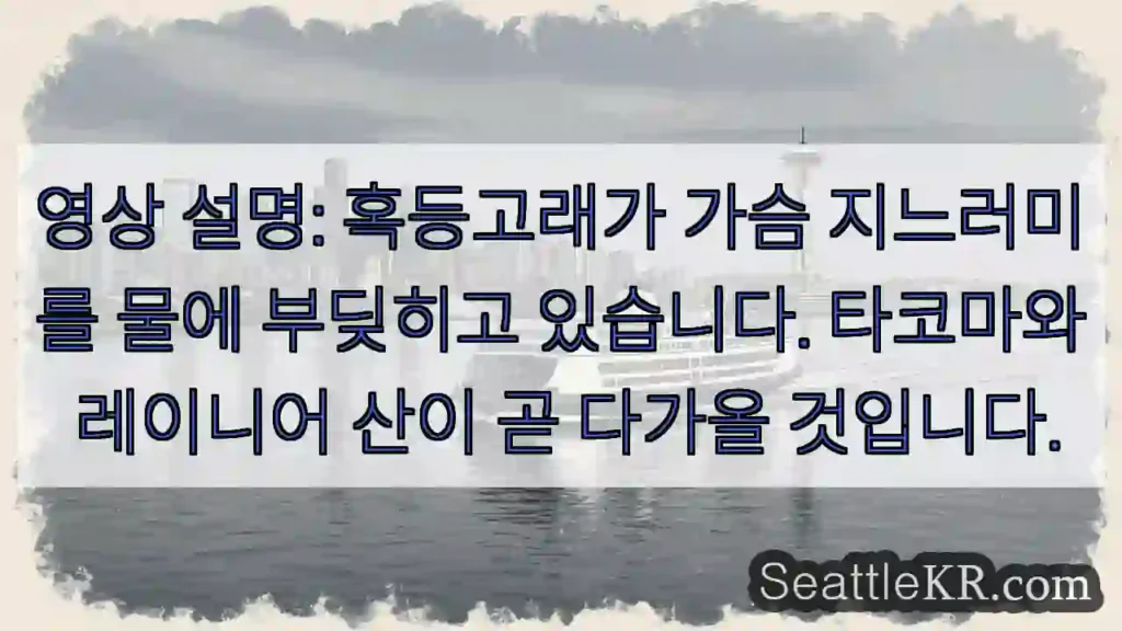 영상 설명: 혹등고래가 가슴 지느러미를 물에 부딪히고 있습니다. 타코마와 레이니어 산이