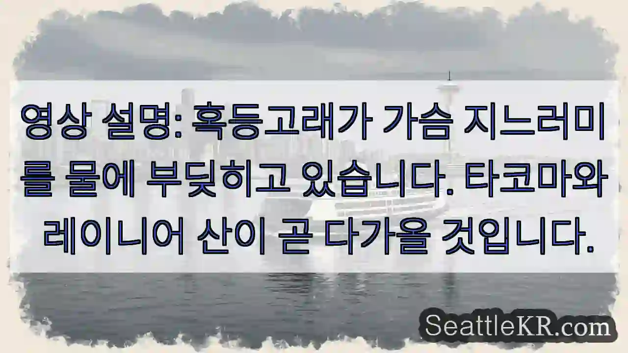 영상 설명: 혹등고래가 가슴 지느러미를 물에 부딪히고 있습니다. 타코마와 레이니어 산이