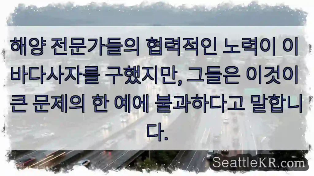 해양 전문가들의 협력적인 노력이 이 바다사자를 구했지만, 그들은 이것이 큰 문제의 한
