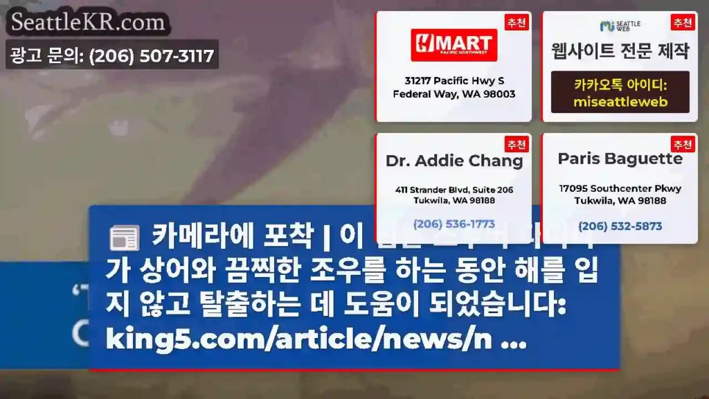 카메라에 포착 | 이 팁은 스쿠버 다이버가 상어와 끔찍한 조우를 하는 동안 해를 입지