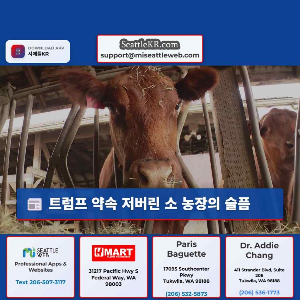 트럼프 약속 저버린 소 농장의 슬픔