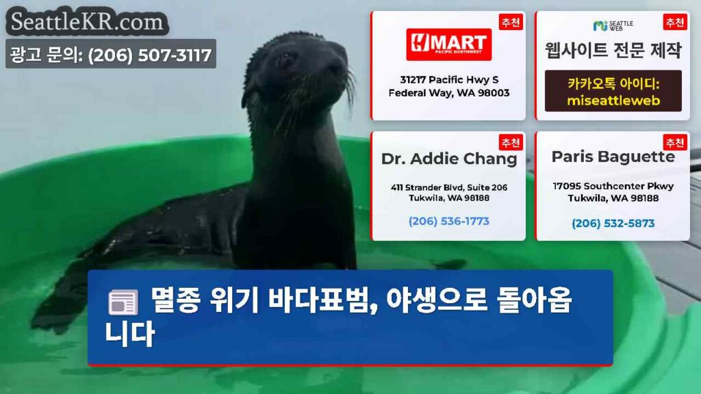 멸종 위기 바다표범, 야생으로 돌아옵니다