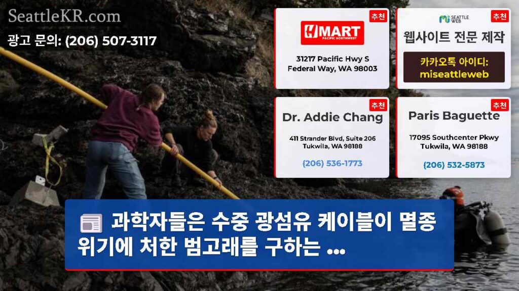 과학자들은 수중 광섬유 케이블이 멸종 위기에 처한 범고래를 구하는 ...