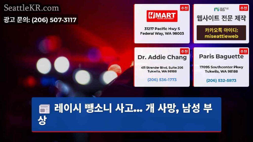 레이시 뺑소니 사고... 개 사망, 남성 부상