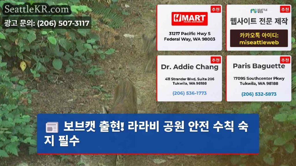 보브캣 출현! 라라비 공원 안전 수칙 숙지 필수