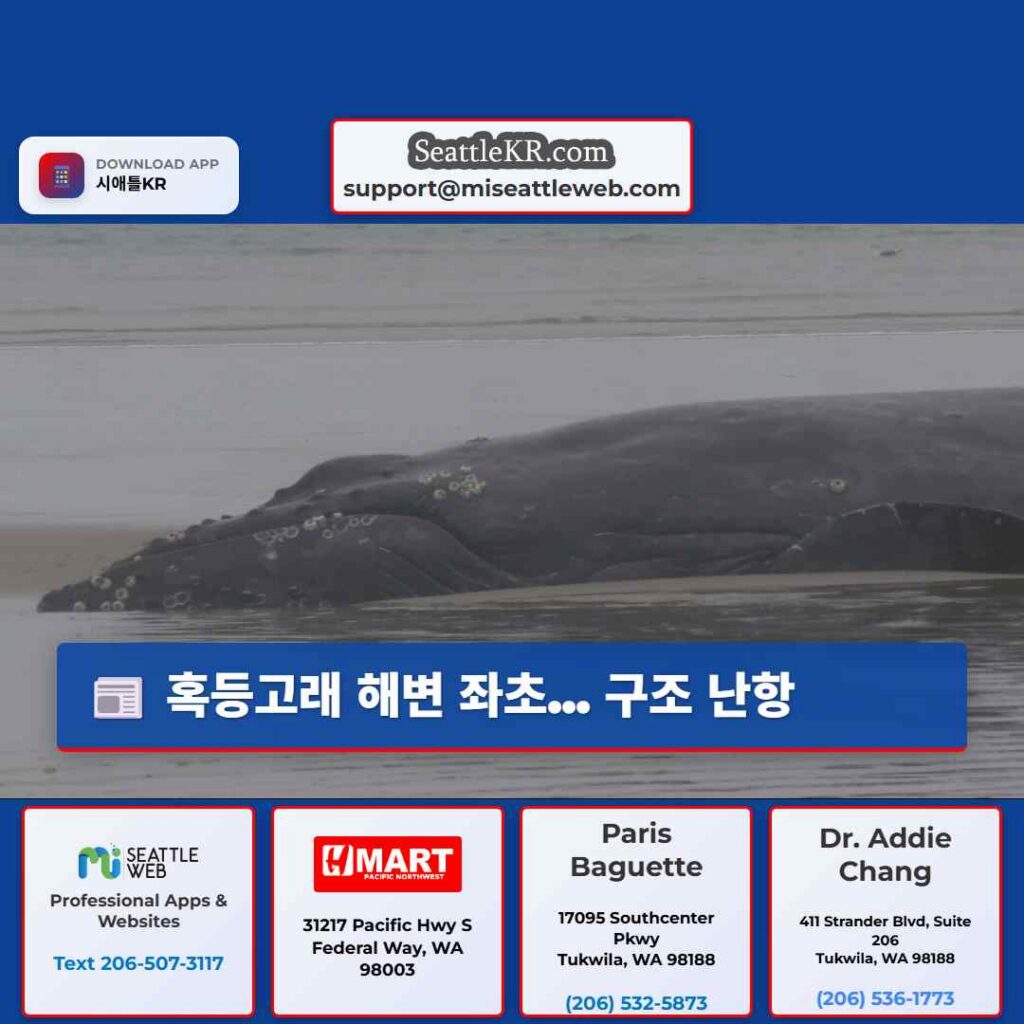 혹등고래 해변 좌초... 구조 난항