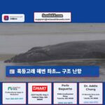 긴급 구조 중 오레곤 해변에 좌초된 혹등고래 상황 악화