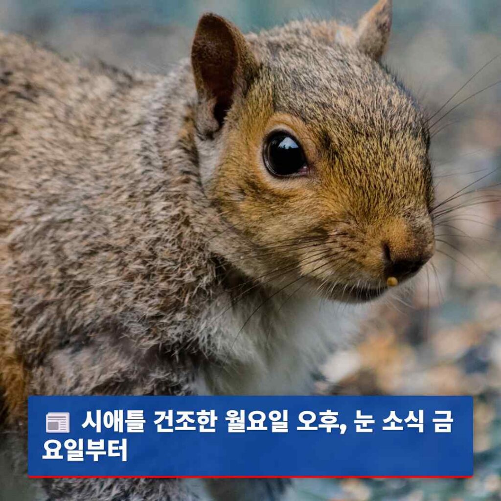 시애틀 건조한 월요일 오후, 눈 소식 금요일부터