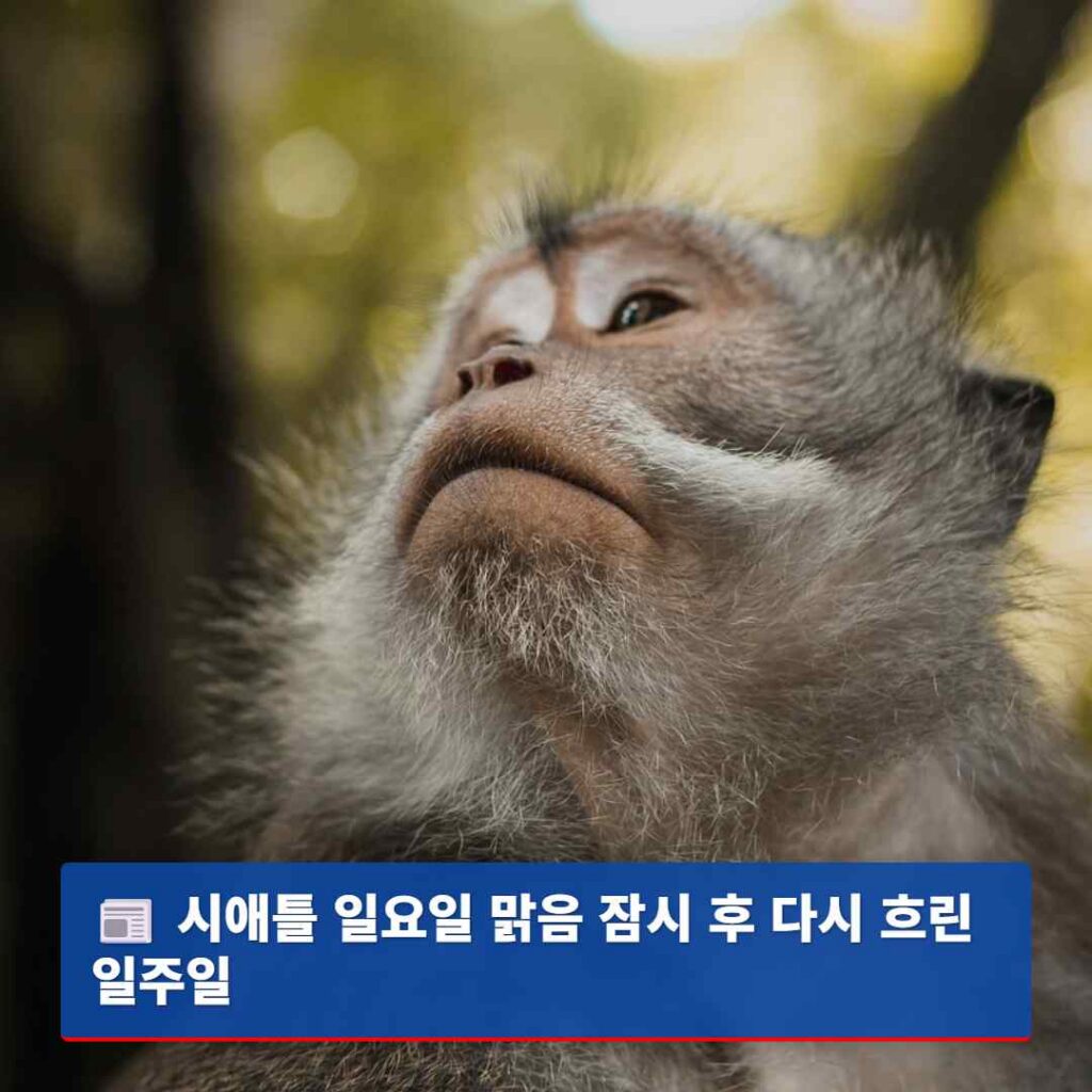 시애틀 일요일 맑음 잠시 후 다시 흐린 일주일